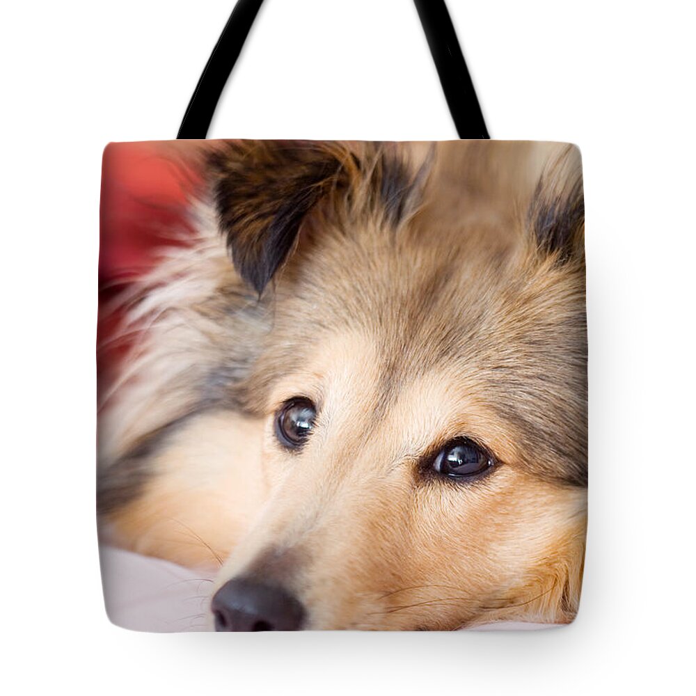 Dog Tote Bag featuring the photograph Brown sheltie by Kati Finell
