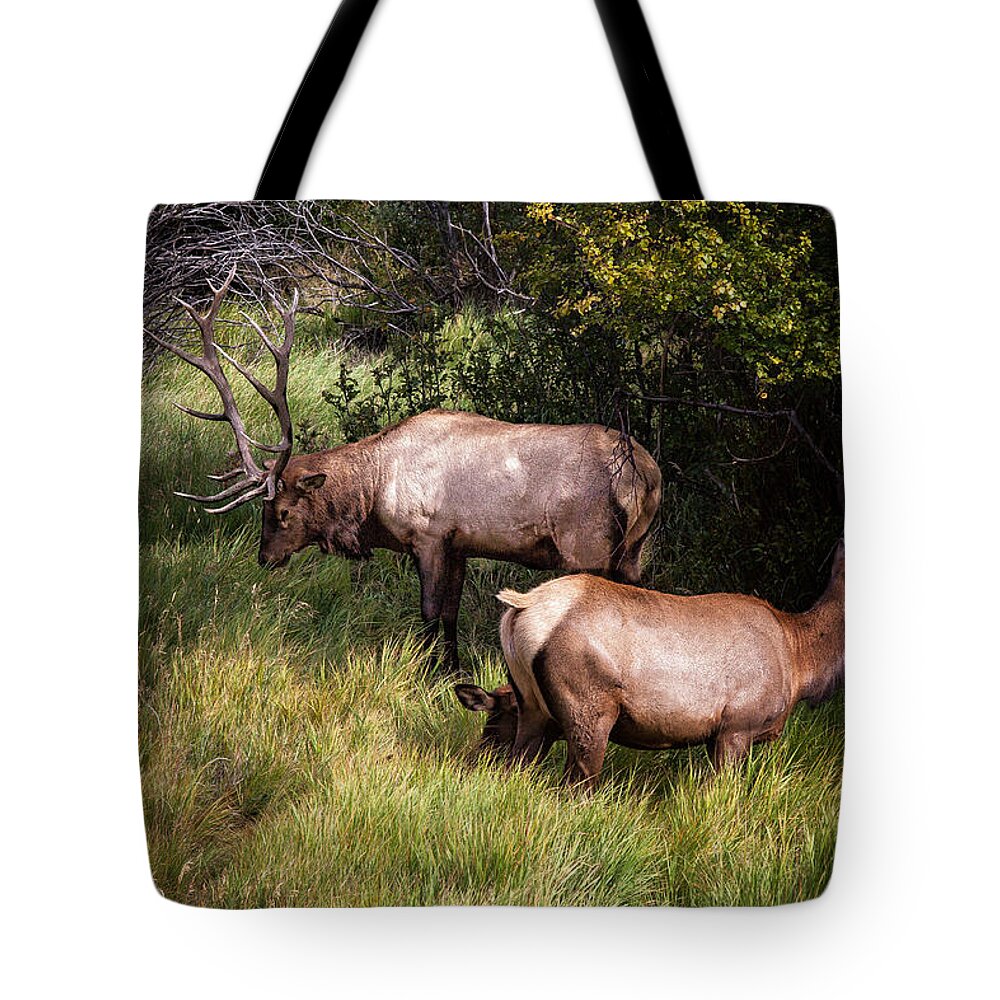 2012 Tote Bag featuring the photograph Bull Elk 7X7 by Ronald Lutz