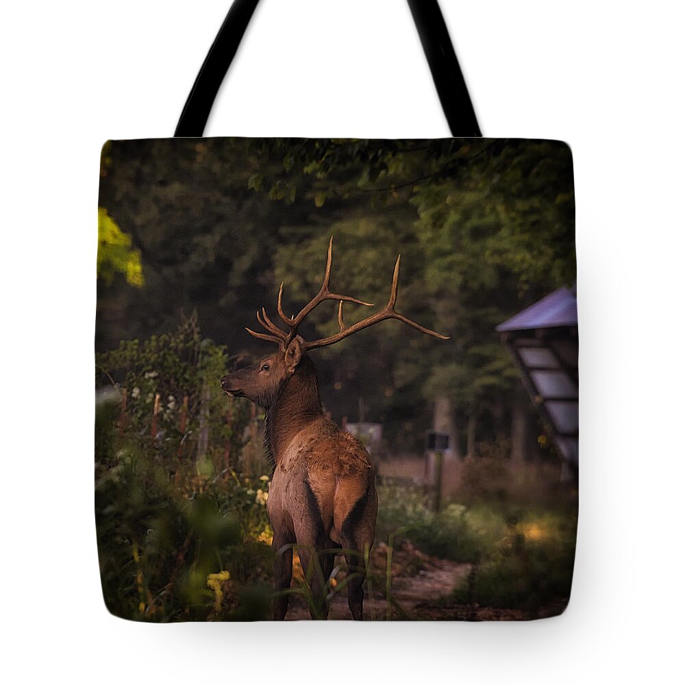 Bull Elk Tote Bag featuring the photograph Bull Elk on Country Road by Michael Dougherty