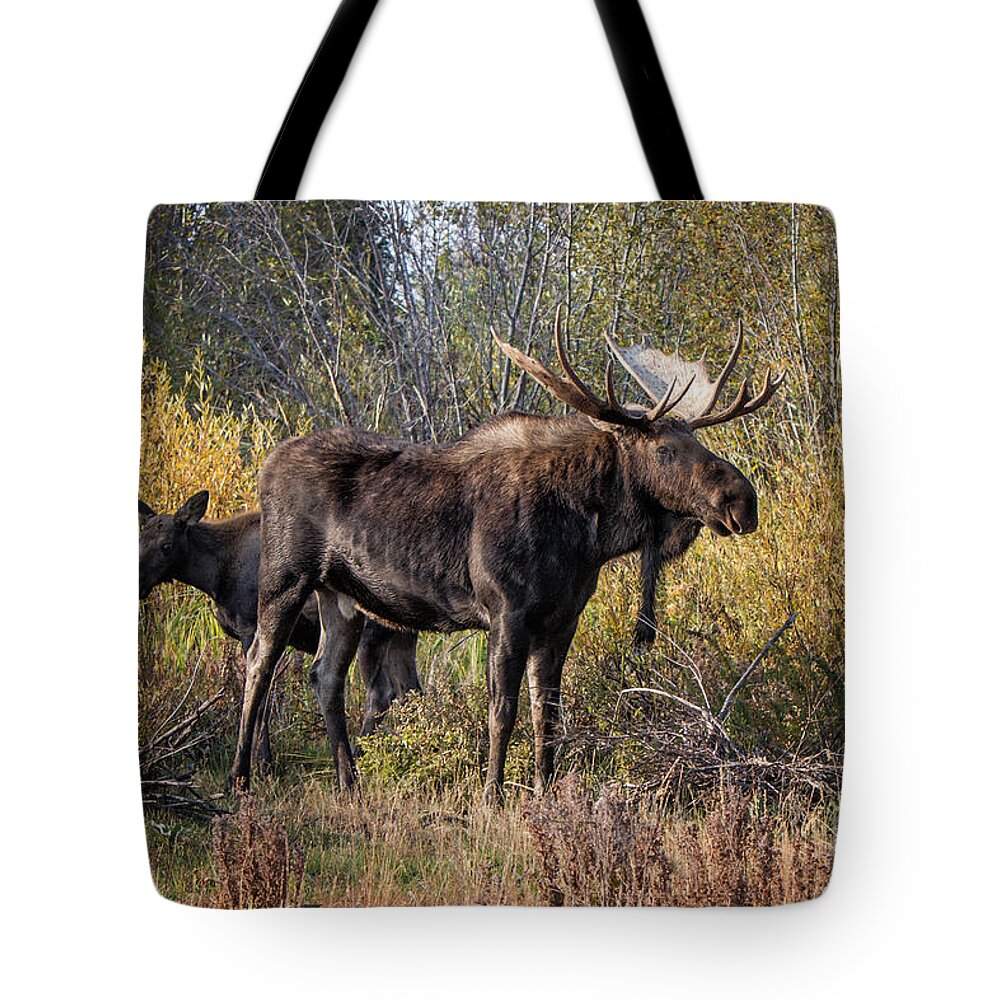 2012 Tote Bag featuring the photograph Bull tolerates Calf by Ronald Lutz