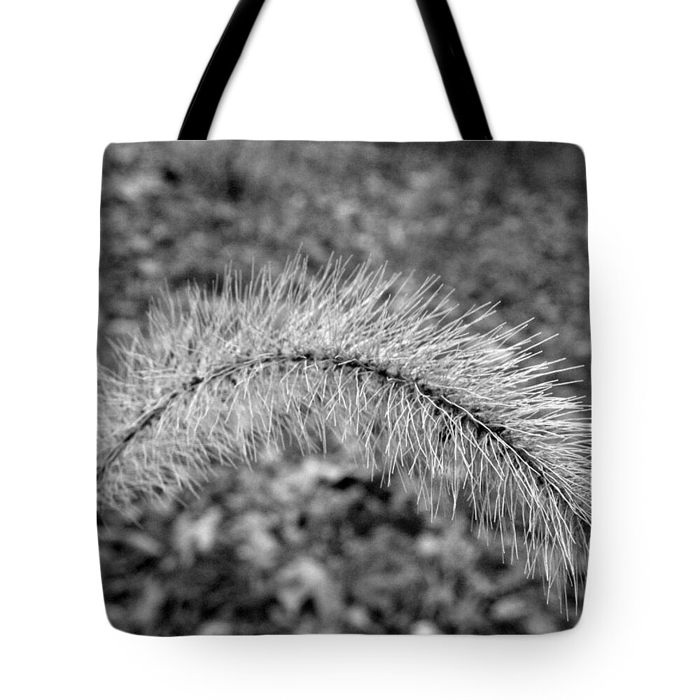 Fuzzy Tote Bag featuring the photograph Burst In The Woods by Kim Galluzzo Wozniak