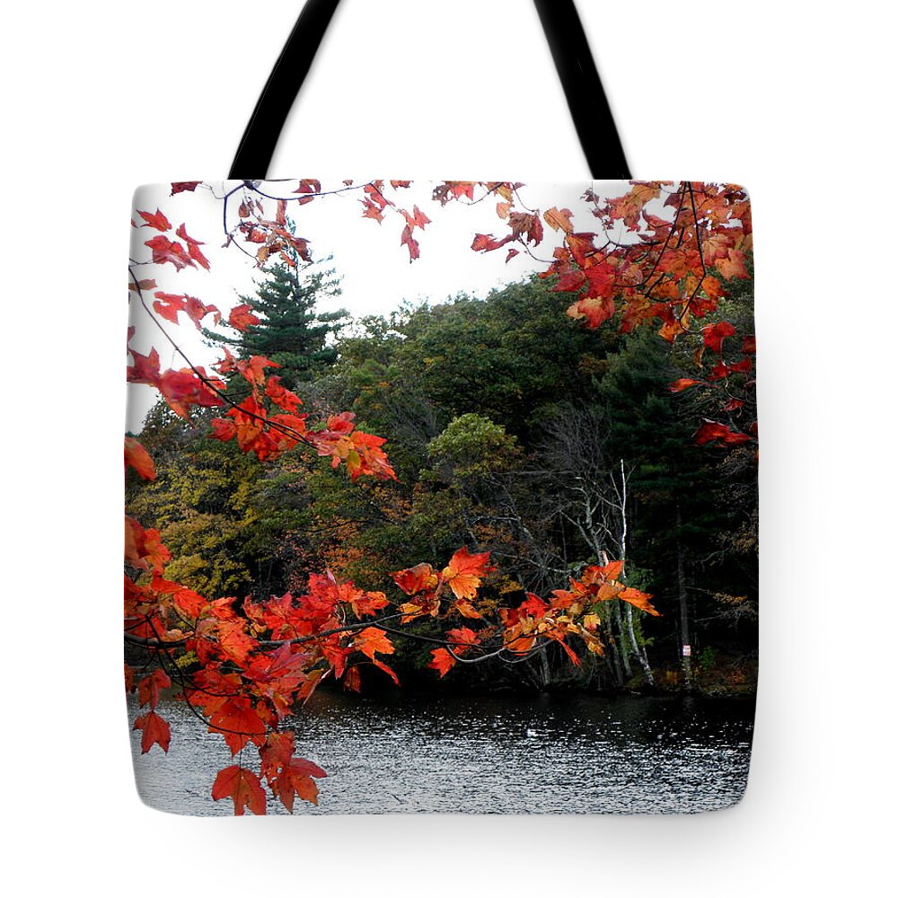 Fall Tote Bag featuring the photograph Burst Of Fall by Kim Galluzzo