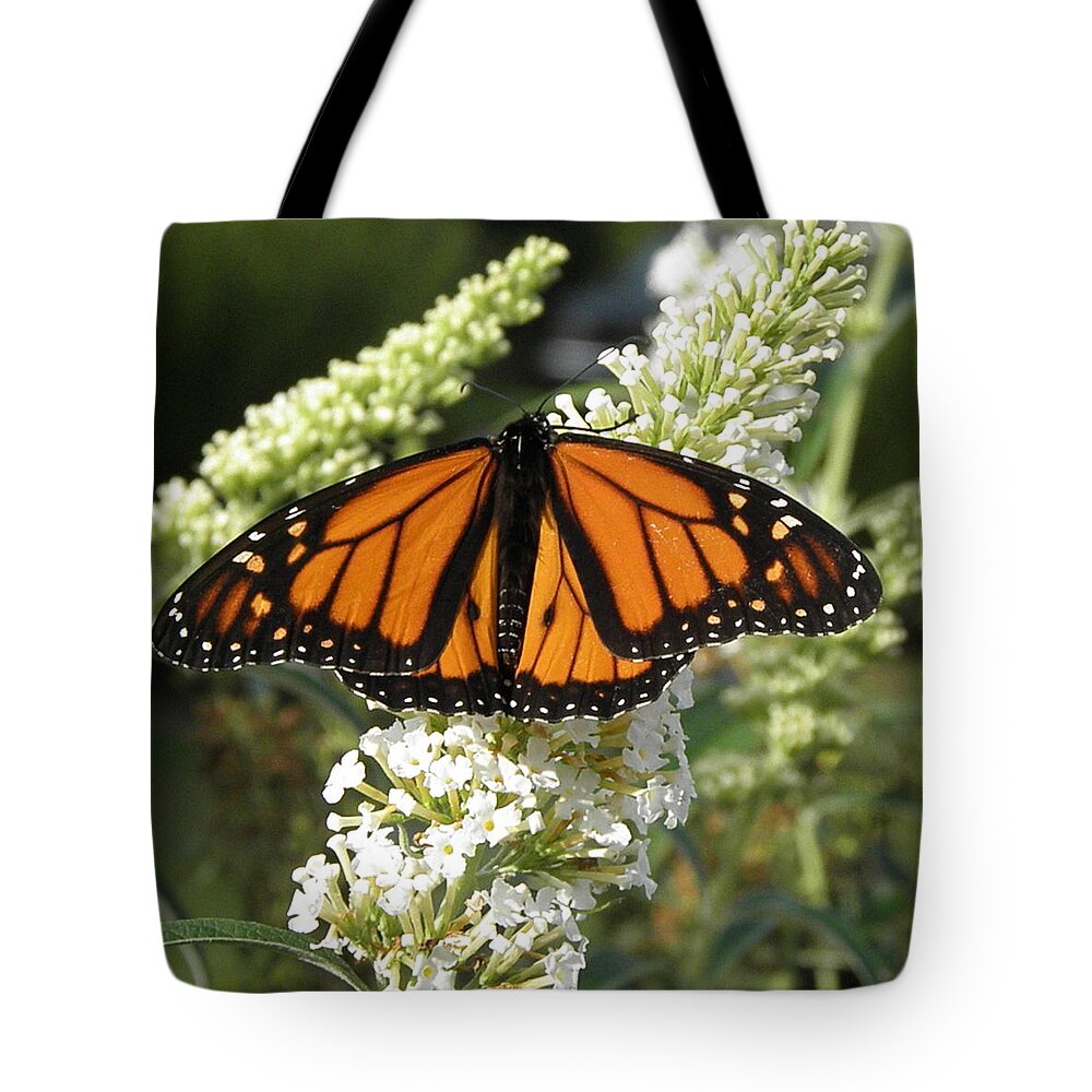 Monarch Tote Bag featuring the photograph Burst Of Orange by Kim Galluzzo