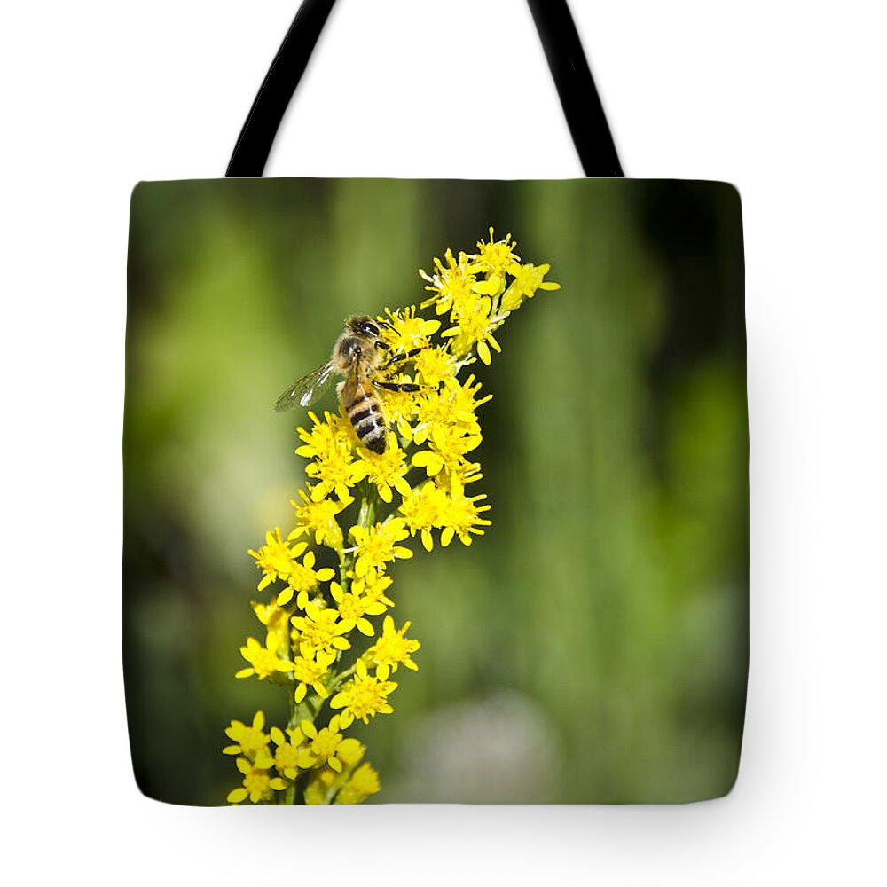 Bee Tote Bag featuring the photograph Busy Bee on Yellow Wildflower by Carolyn Marshall