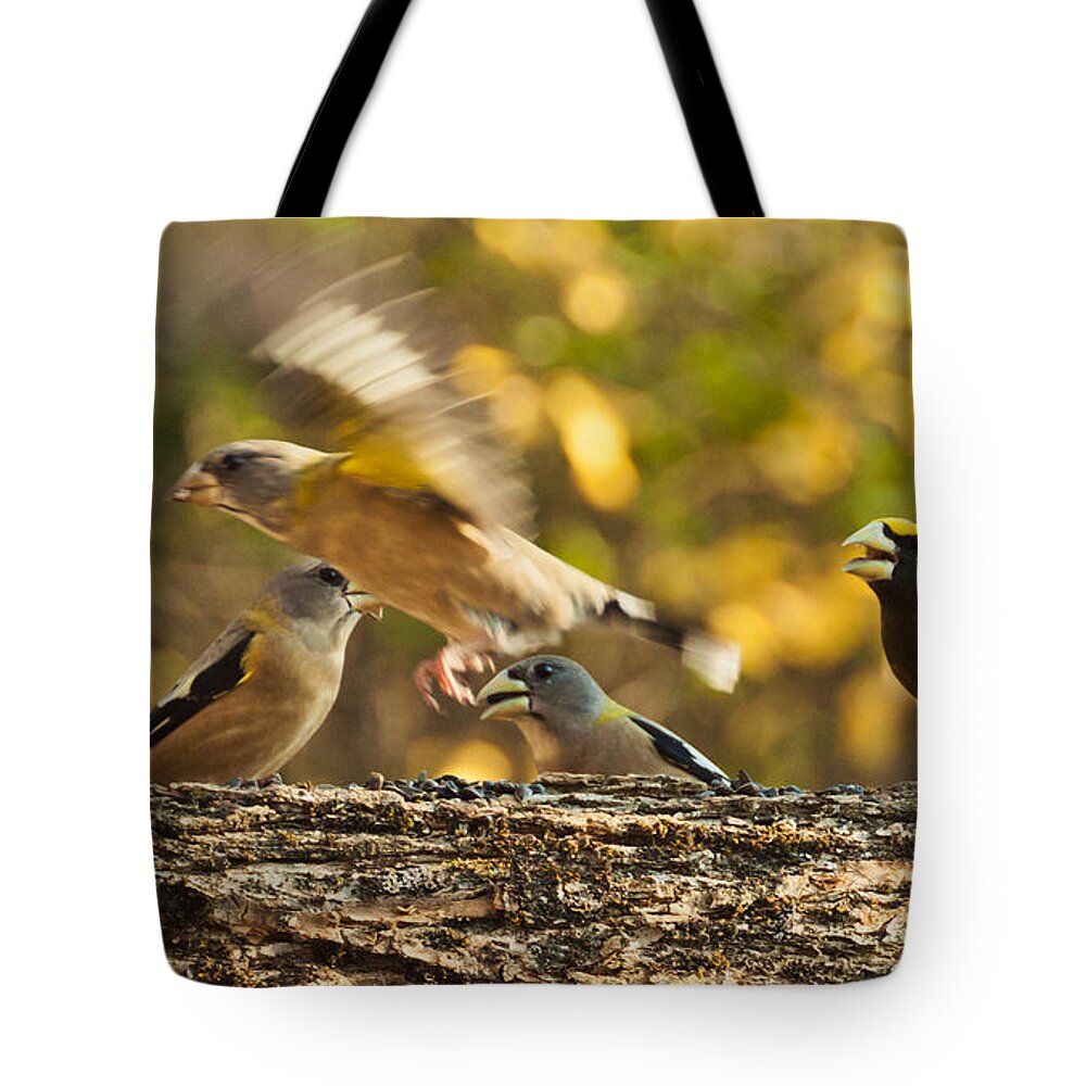 Grosbeak Tote Bag featuring the photograph Busy Birds by Cheryl Baxter