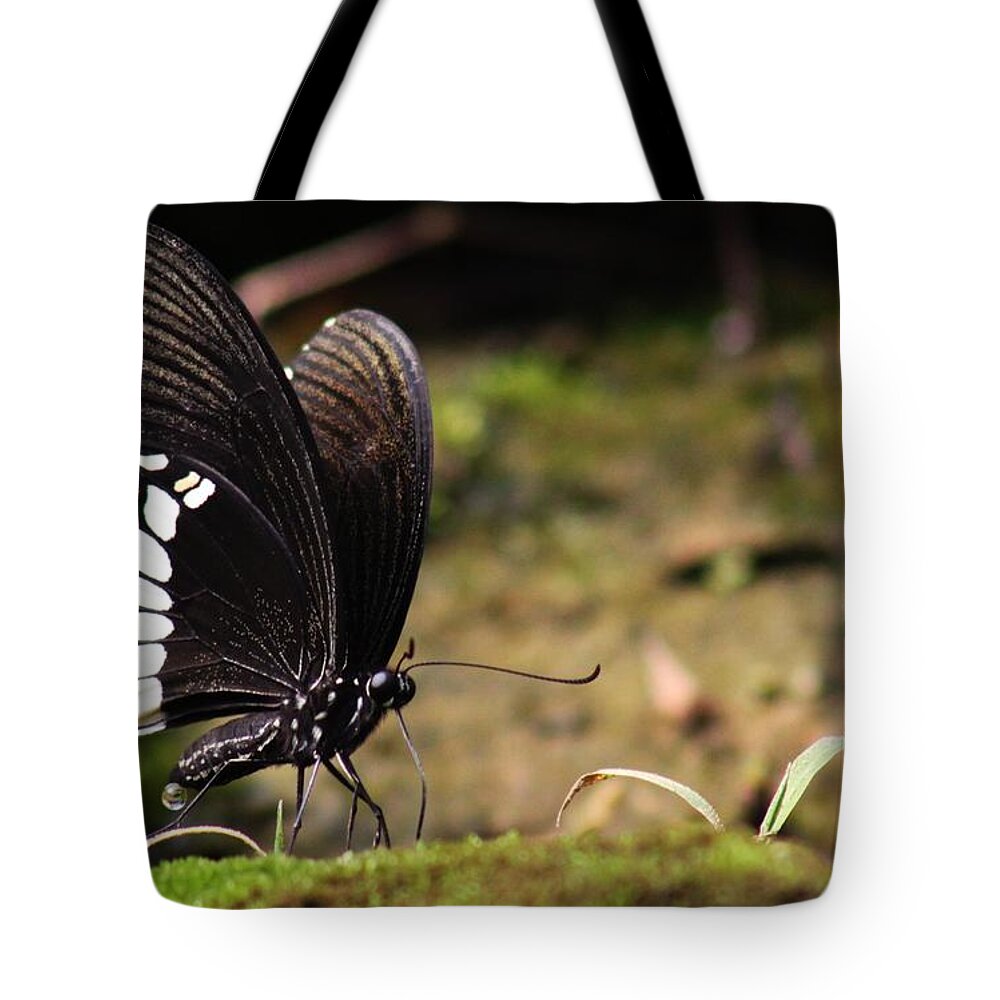 Butterfly Tote Bag featuring the photograph Butterfly Feeding by Ramabhadran Thirupattur