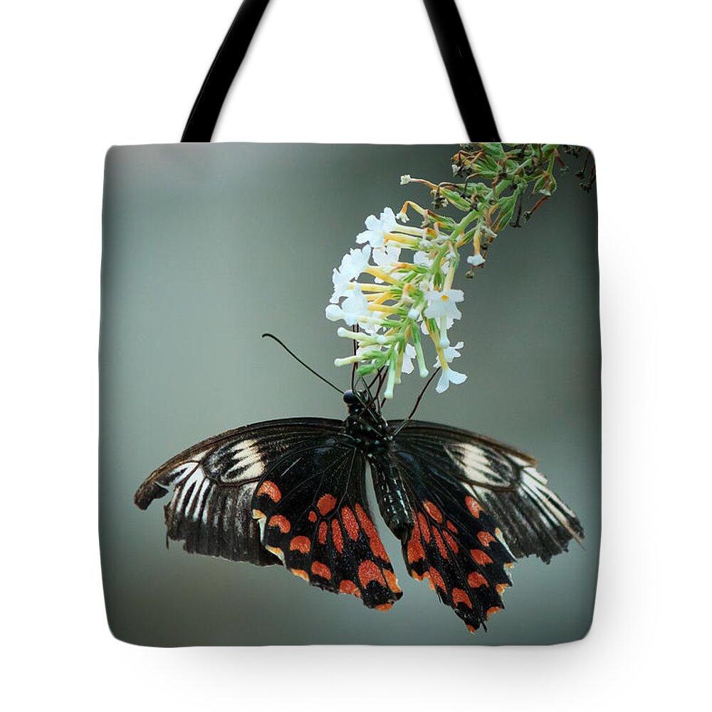 Bangalore Tote Bag featuring the photograph Butterfly by SAURAVphoto Online Store