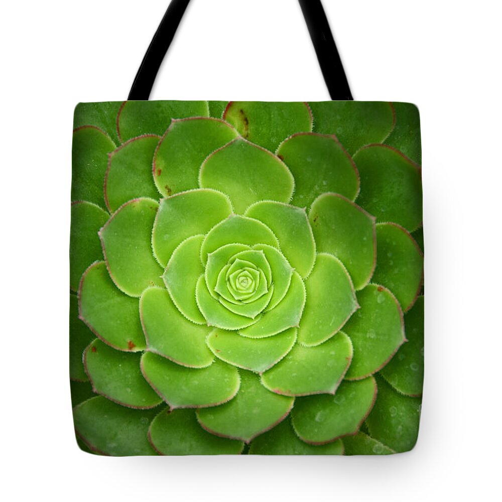 Cactus Tote Bag featuring the photograph Cactus 18 by Cassie Marie Photography