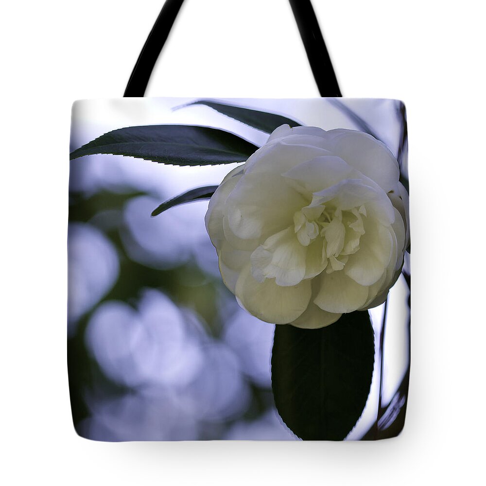 Camellia Tote Bag featuring the photograph Camellia eight by Ken Frischkorn