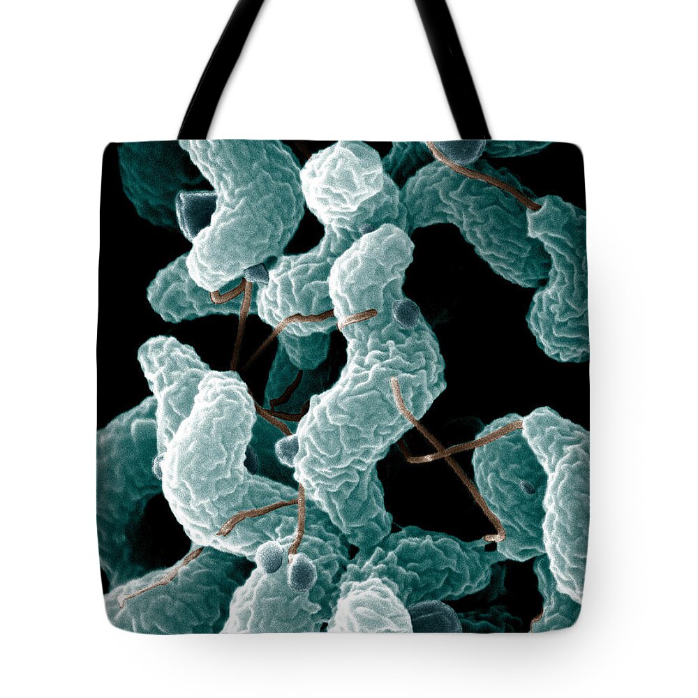 Campylobacter Bacteria Tote Bag featuring the photograph Campylobacter Bacteria by Science Source