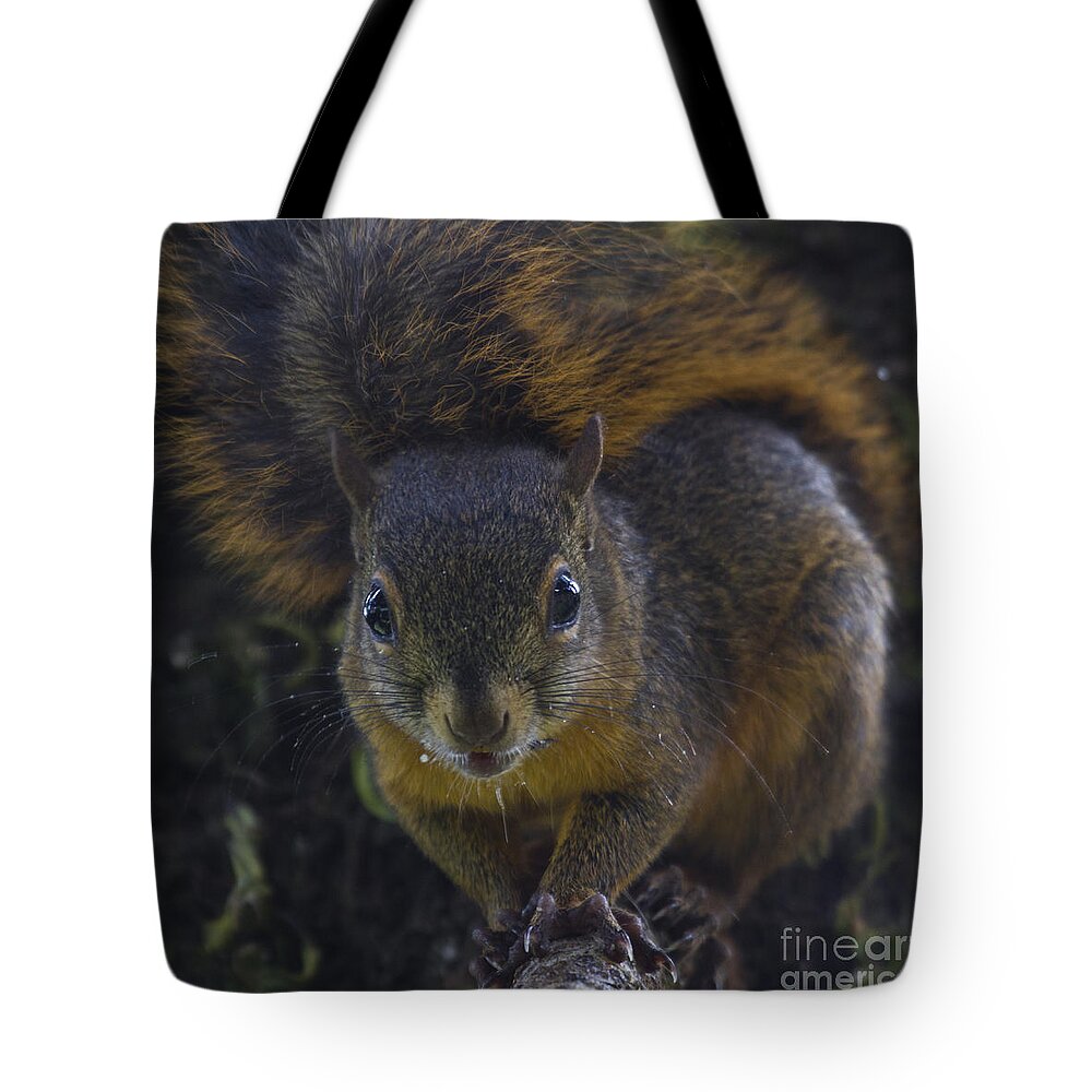 Squirrel Tote Bag featuring the photograph Can I eat the Camera by Heiko Koehrer-Wagner