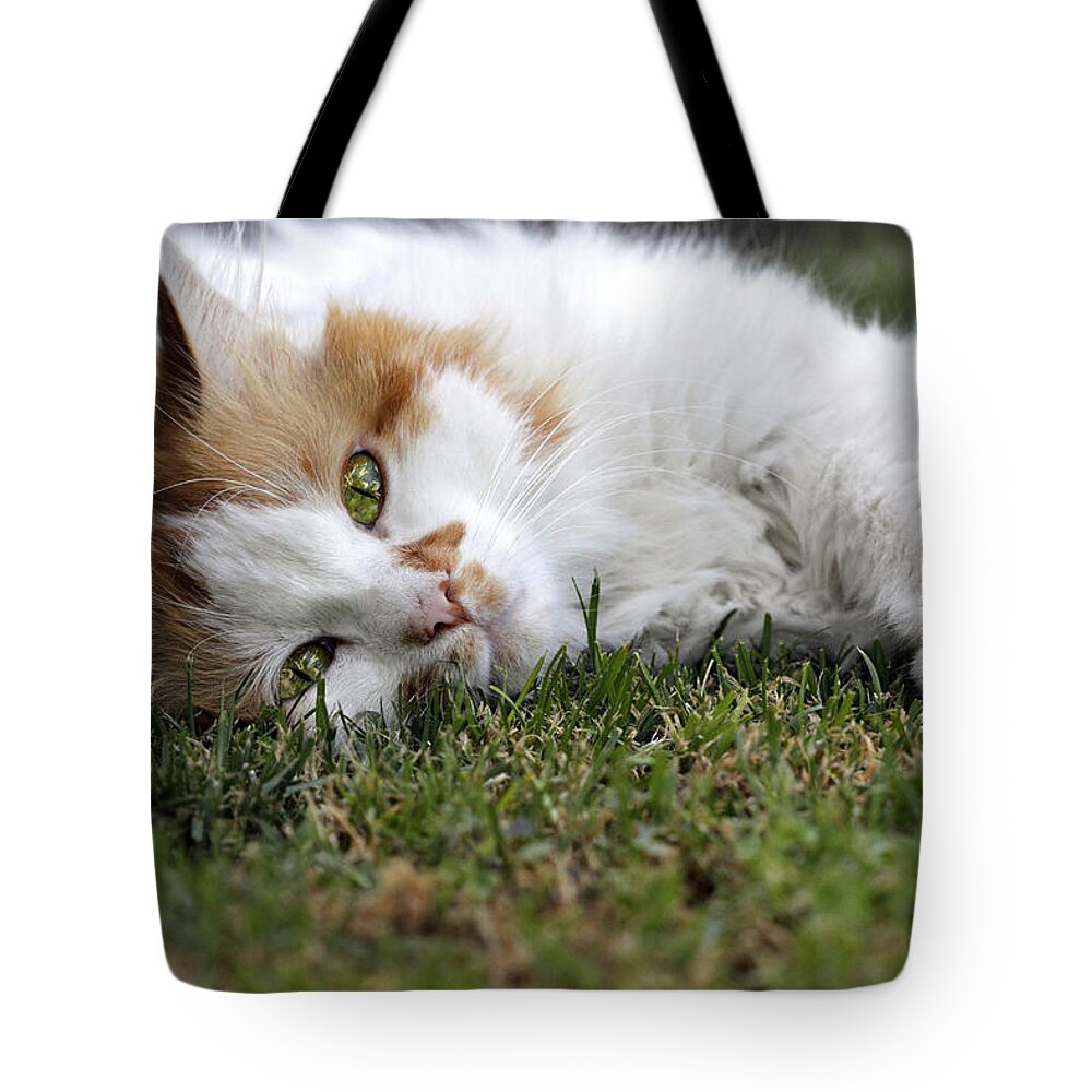 Cat Tote Bag featuring the photograph Cat on the grass by Raffaella Lunelli