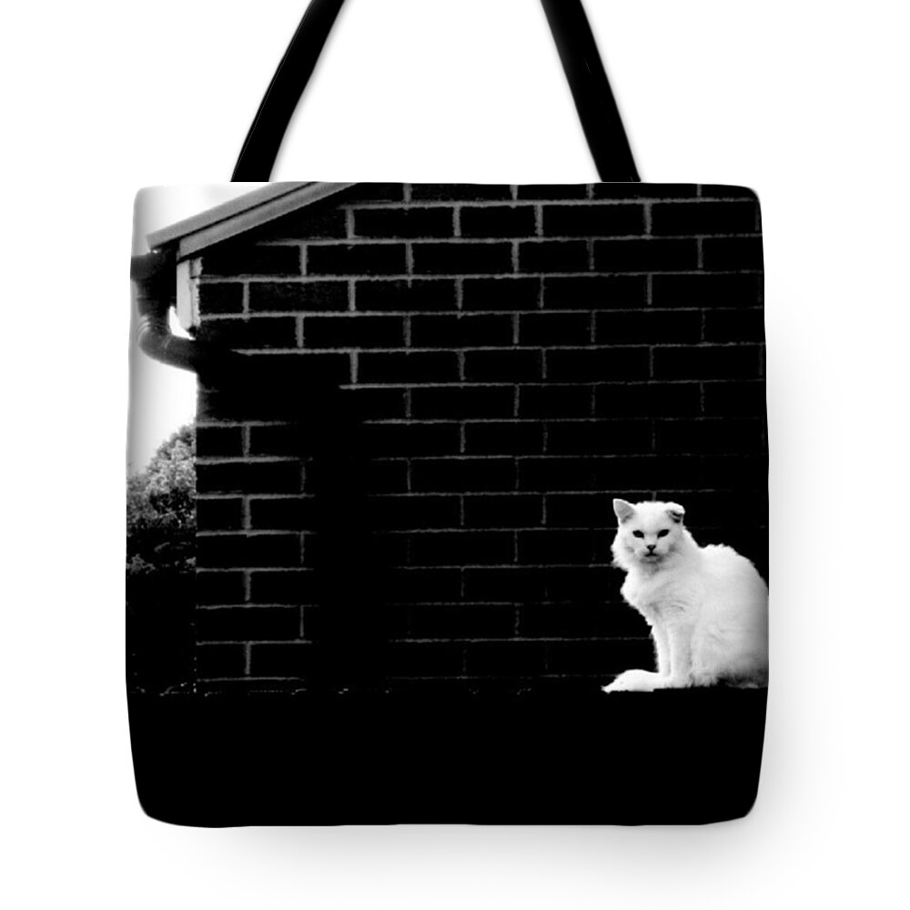Black Tote Bag featuring the photograph Cat With A Floppy Ear by Abbie Shores