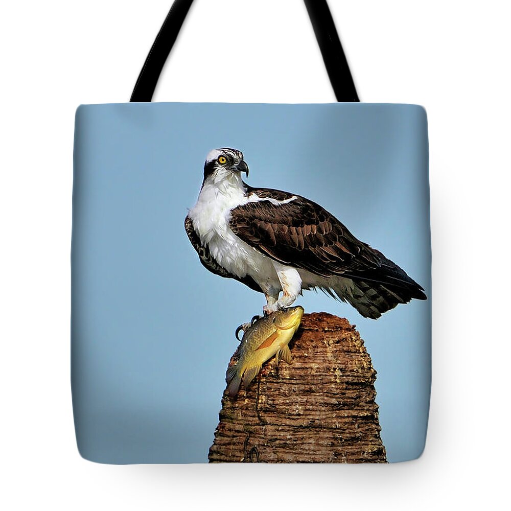 Fish Tote Bag featuring the photograph Catch of the day by Bill Dodsworth