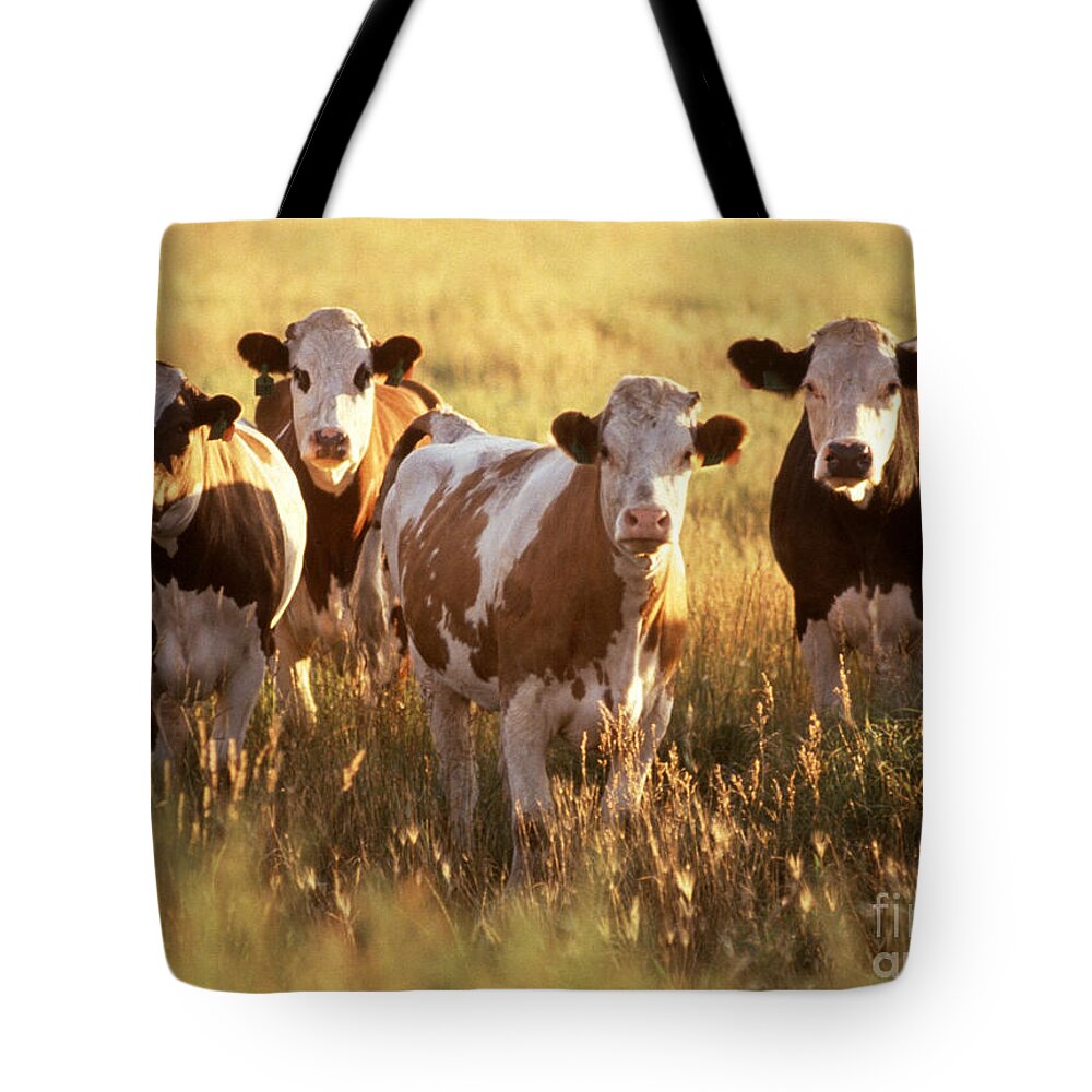 Cow Tote Bag featuring the photograph Cattle In Field by Science Source