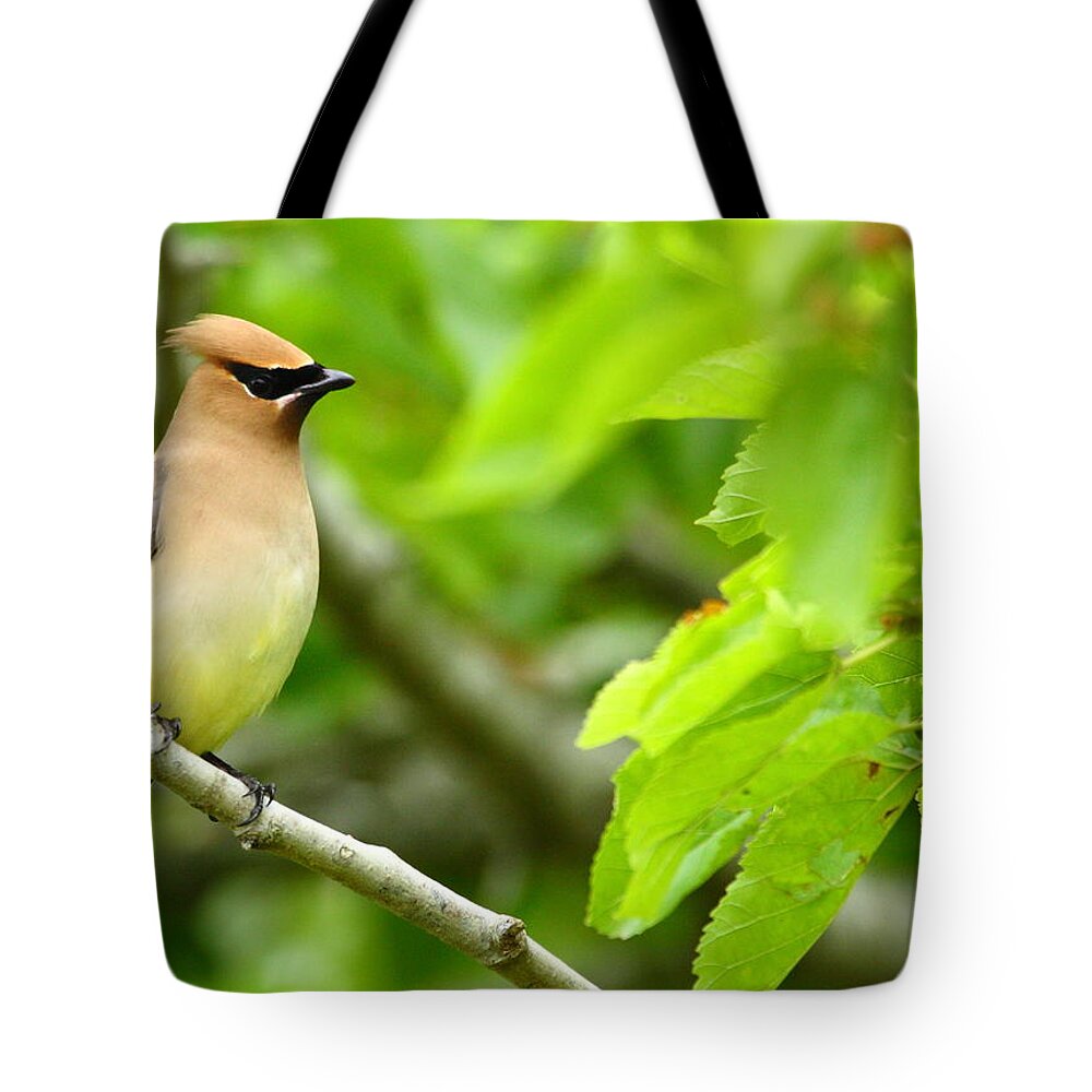 Cedar Waxwing Tote Bag featuring the photograph Cedar Waxwing by Andrew McInnes
