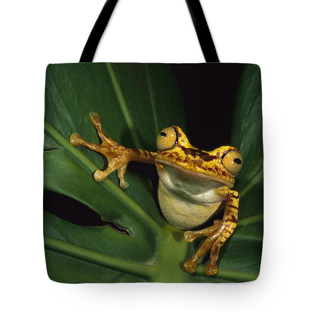 Mp Tote Bag featuring the photograph Chachi Tree Frog Hyla Picturata by Pete Oxford