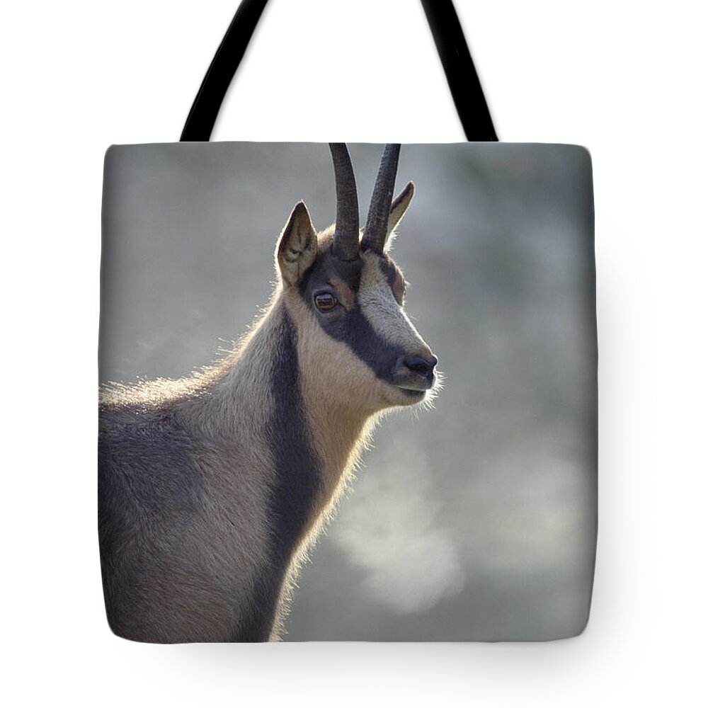 Mp Tote Bag featuring the photograph Chamois Rupicapra Rupicapra, Europe by Konrad Wothe