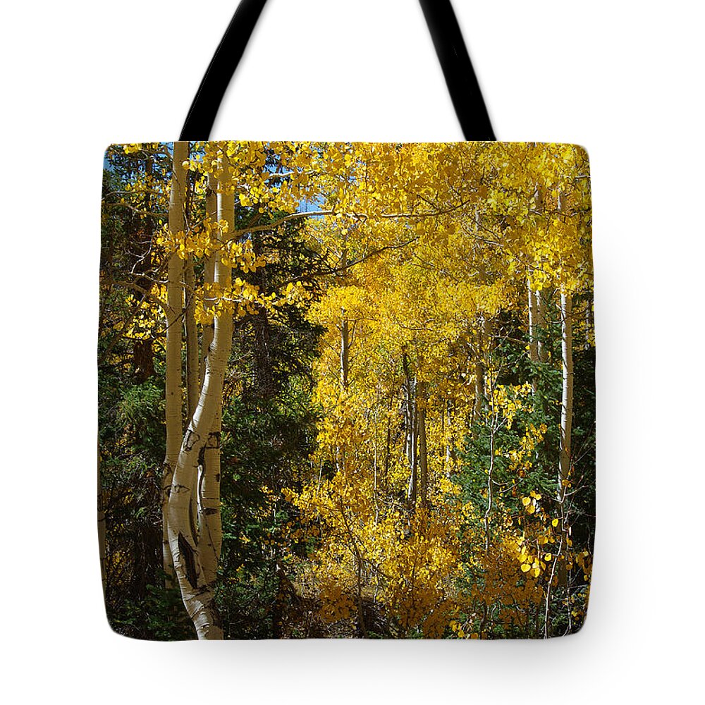 Fall Tote Bag featuring the photograph Changing Seasons by Vicki Pelham