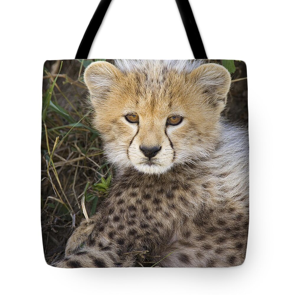 00761540 Tote Bag featuring the photograph Cheetah Ten Week Old Cub Portrait by Suzi Eszterhas
