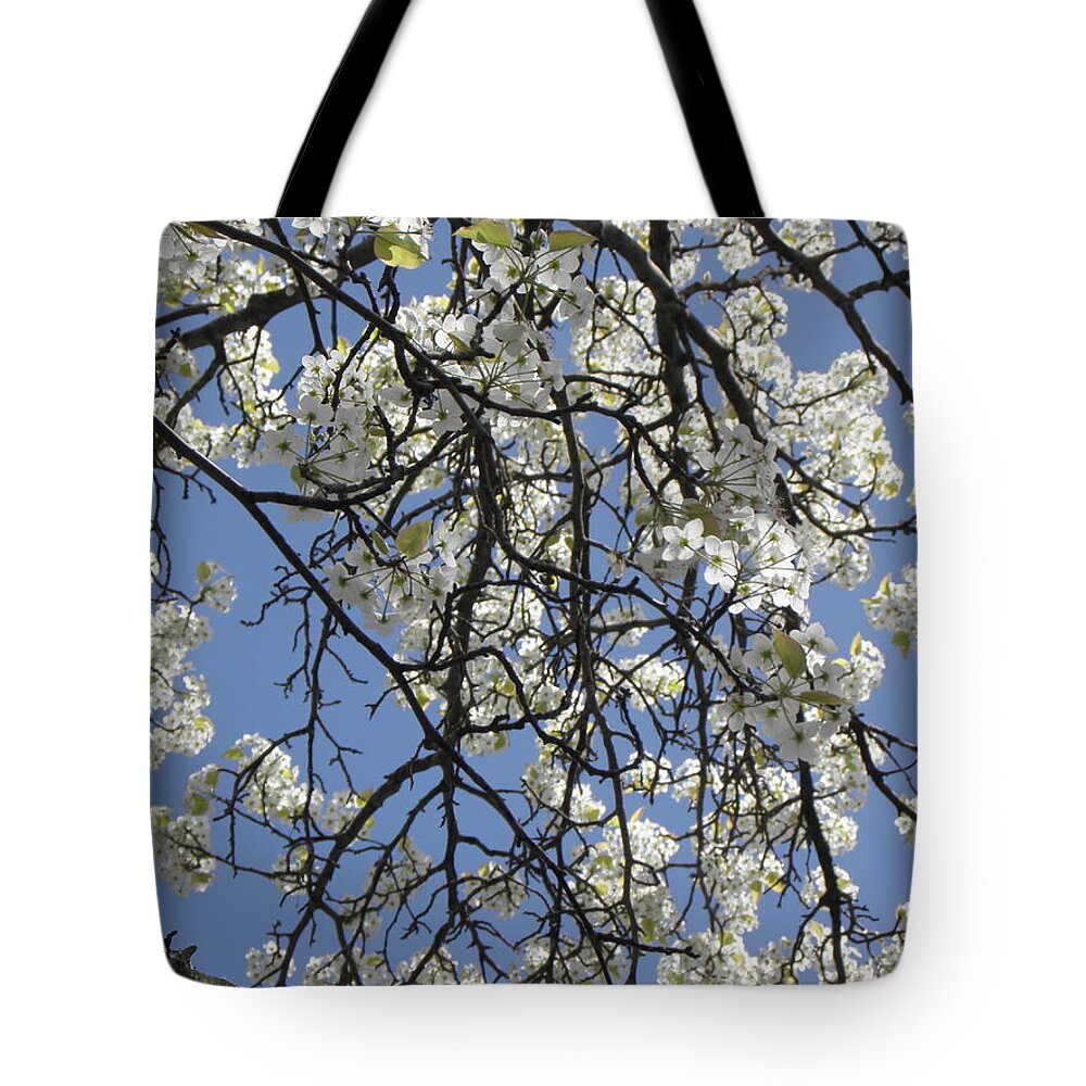 Cherry Blossom Tote Bag featuring the photograph Cherry Blossoms by Kim Galluzzo