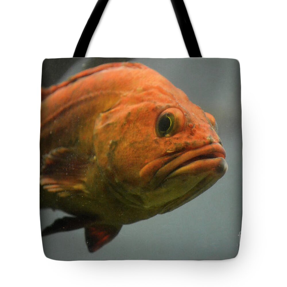 Undersea Gardens Tote Bag featuring the photograph Close and Fishy by Traci Cottingham