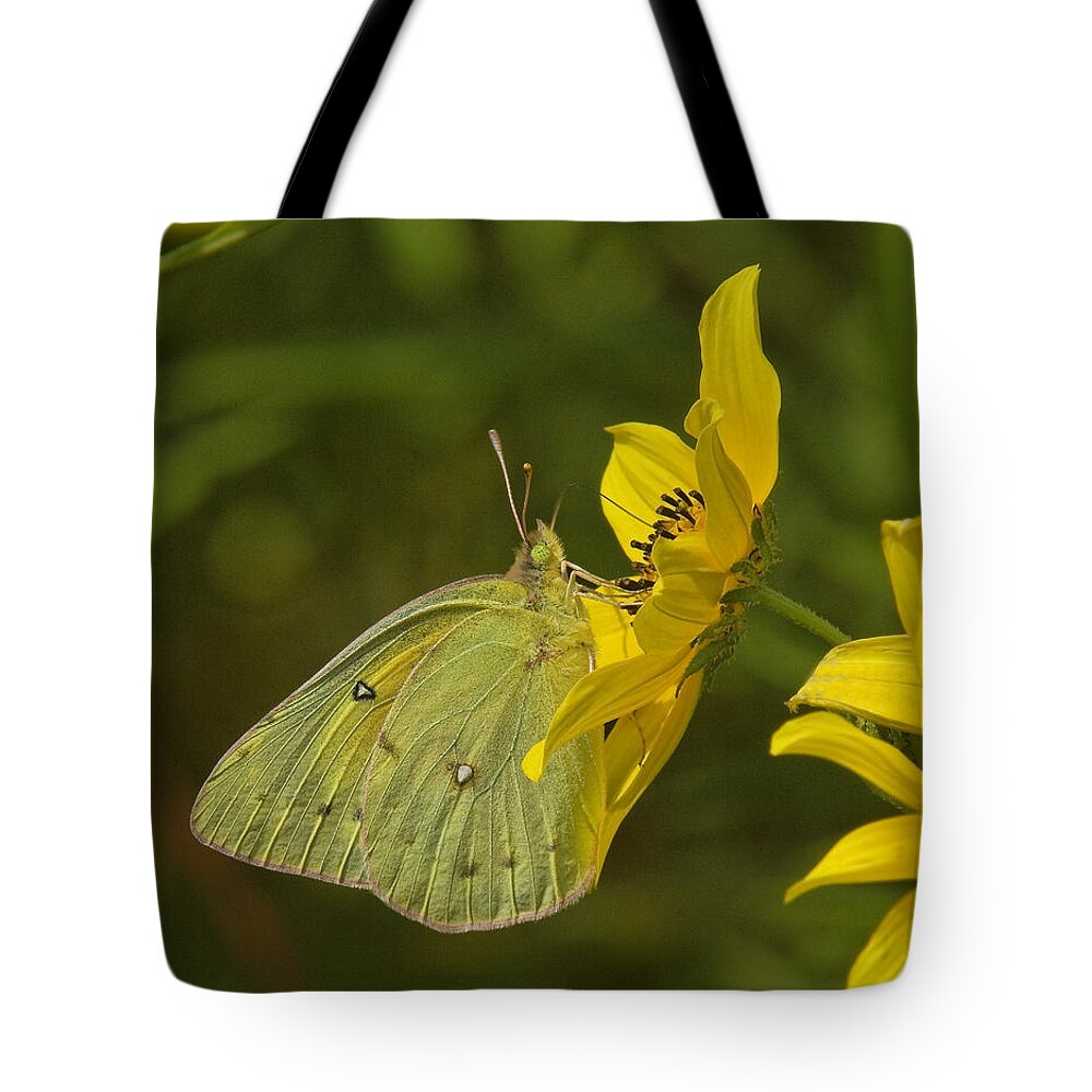 Nature Tote Bag featuring the photograph Clouded Sulphur Butterfly DIN099 by Gerry Gantt