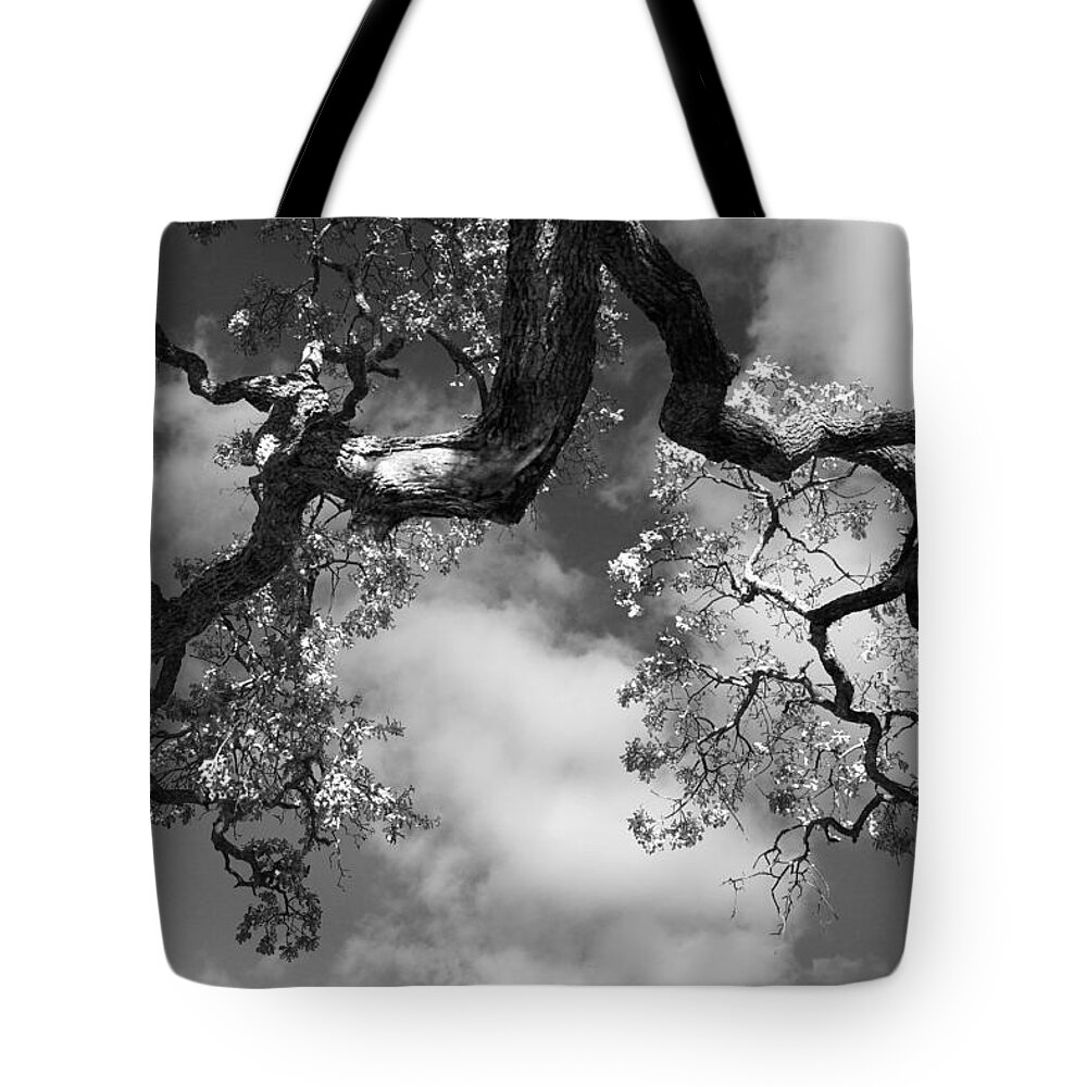 Oak Tree Tote Bag featuring the photograph Cloudy Oak by Laurie Search