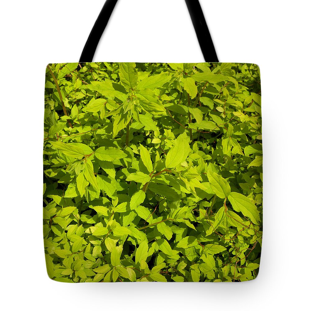 Light Green Tote Bag featuring the photograph Clusters Of Leaves by Kim Galluzzo Wozniak