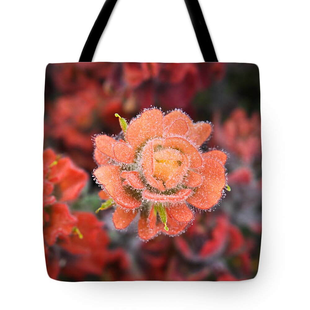 Flowers Tote Bag featuring the photograph Coastline Color by Diane Bohna