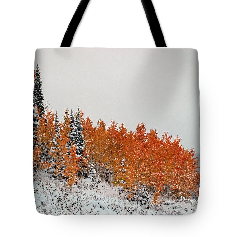 Tree Tote Bag featuring the photograph Colors Of Winter by DeeLon Merritt