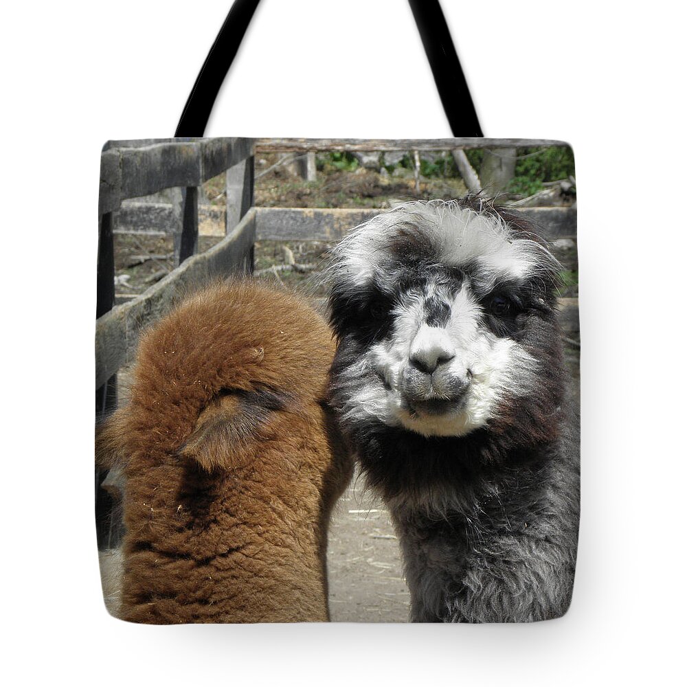 Alpaca Tote Bag featuring the photograph Comfort by Kim Galluzzo