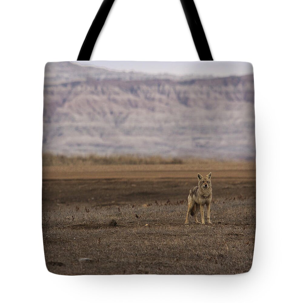 Coyote Tote Bag featuring the photograph Coyote Badlands National Park by Benjamin Dahl