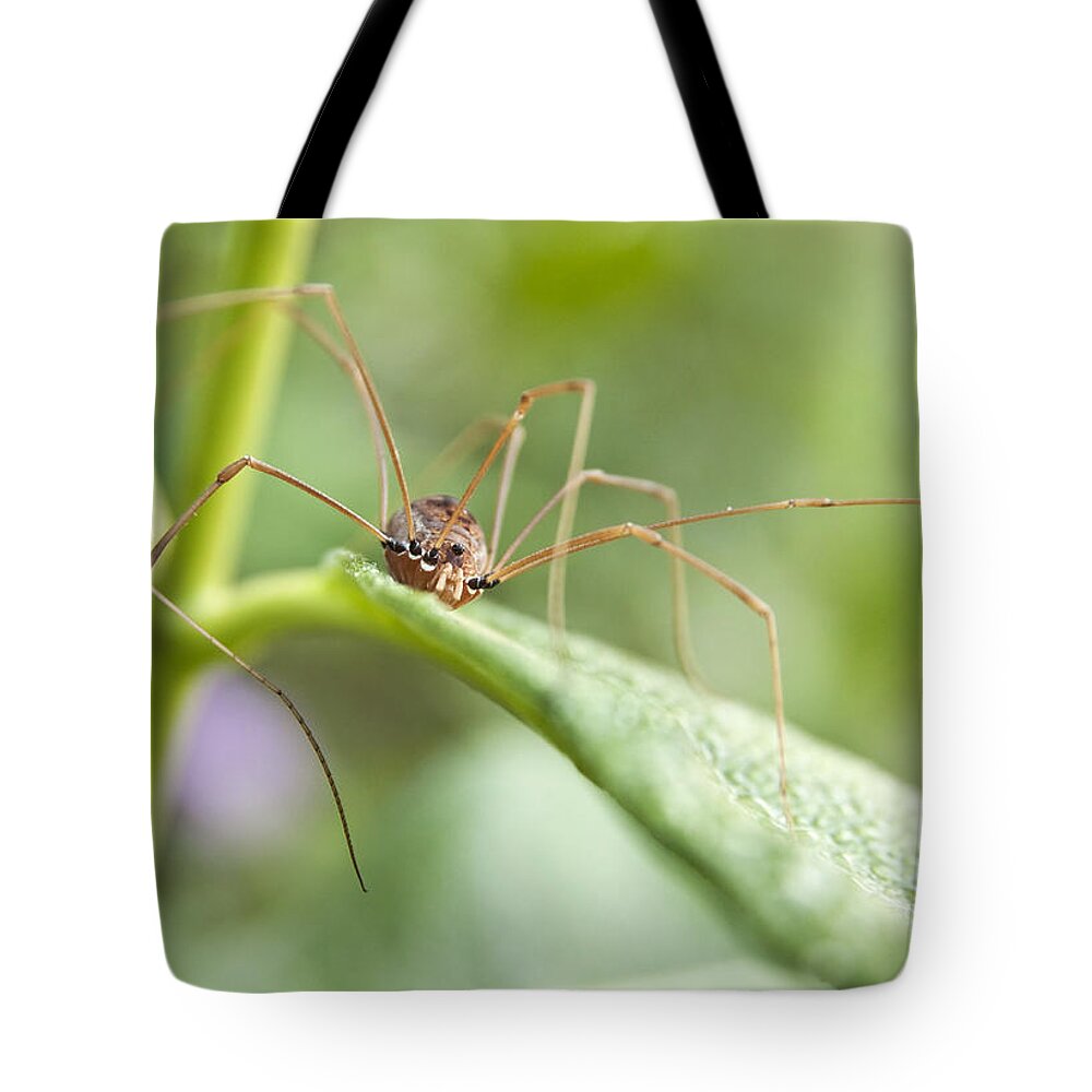 Spider Tote Bag featuring the photograph Creepy Crawly Spider by Jeannette Hunt