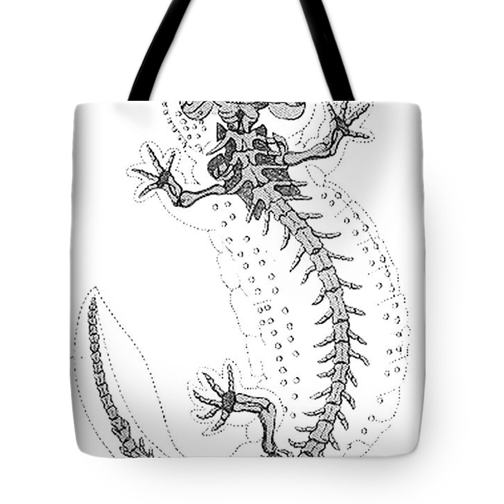 Prehistory Tote Bag featuring the photograph Cryptobranchus, Living Fossil by Science Source