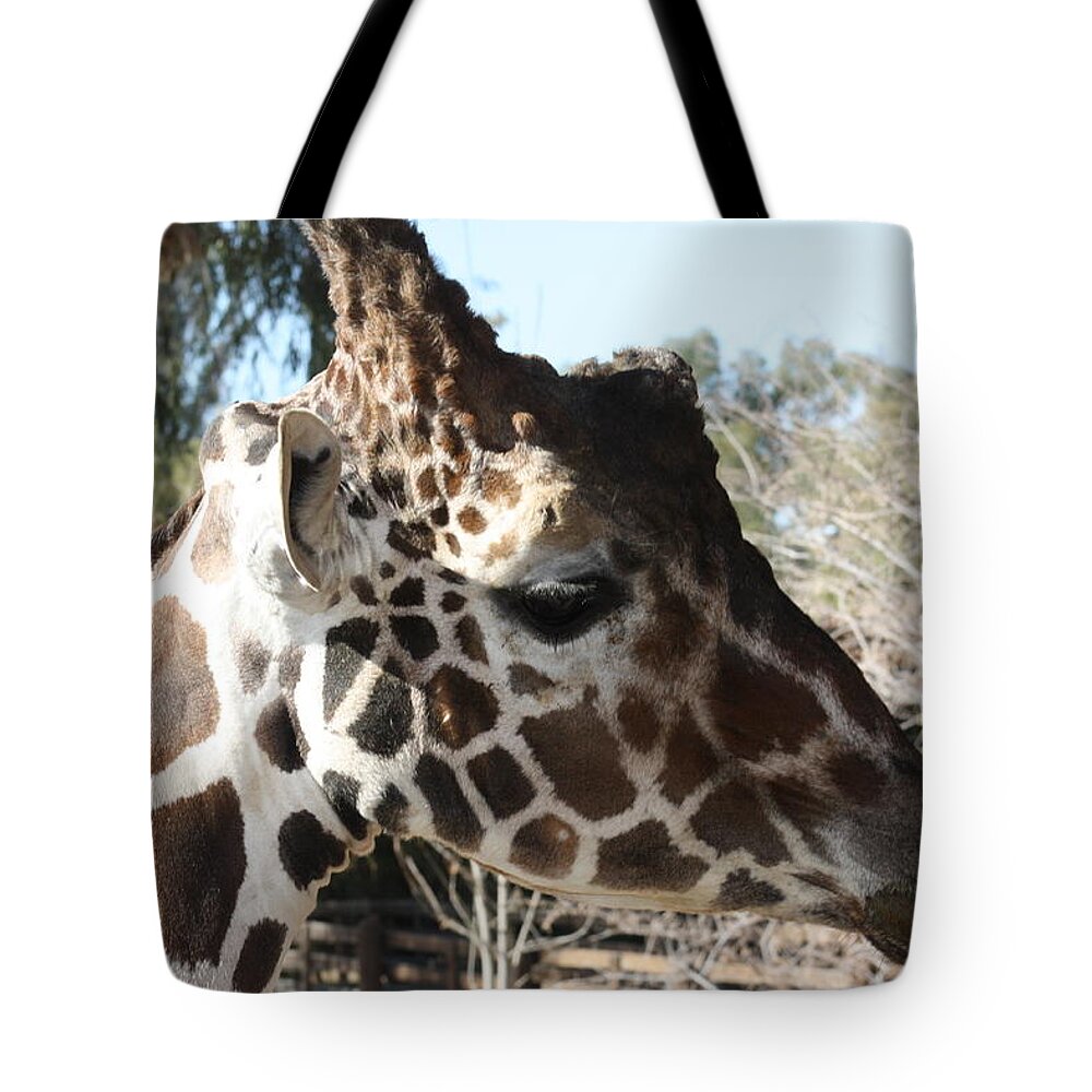 Giraffe Tote Bag featuring the photograph Daddy Giraffe by Kim Galluzzo Wozniak