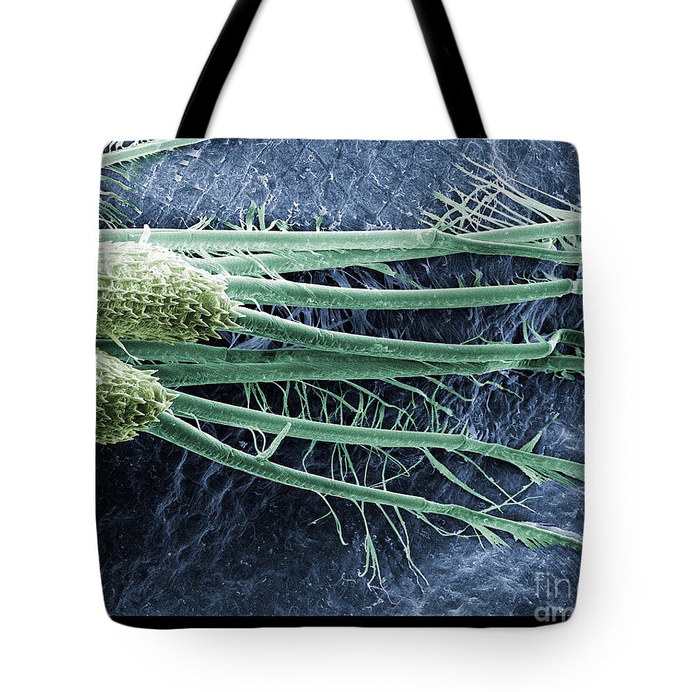 Water Flea Tote Bag featuring the photograph Daphnia Magna, Sem by Ted Kinsman
