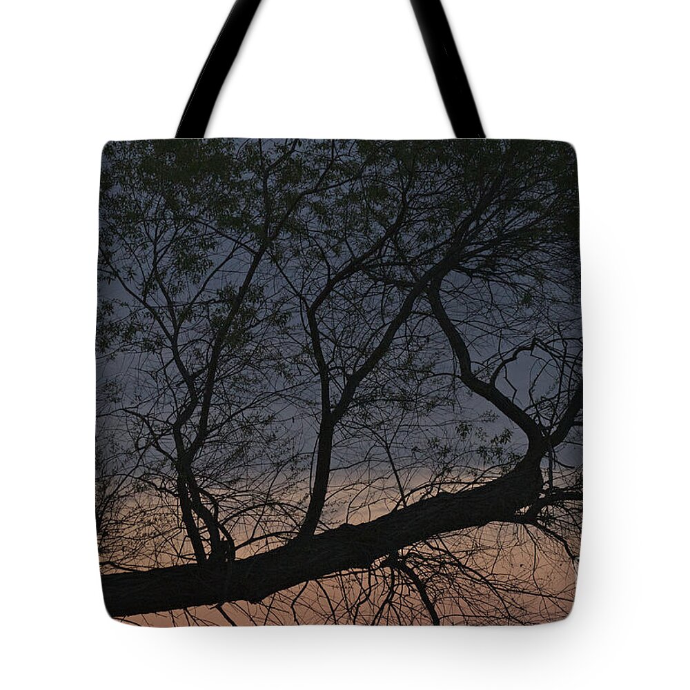 Tree Tote Bag featuring the photograph Dawn by William Norton