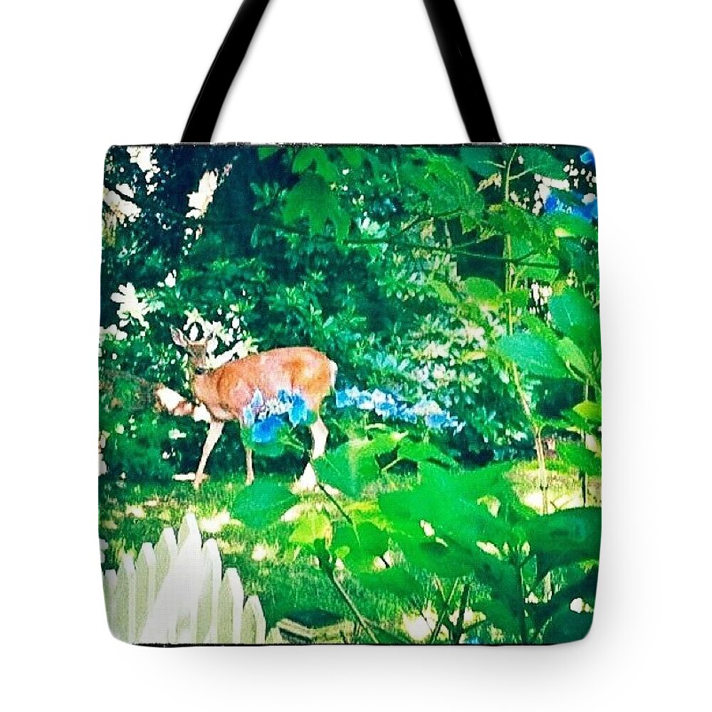 Deer Tote Bag featuring the photograph Deer in Our Backyard by Anna Porter