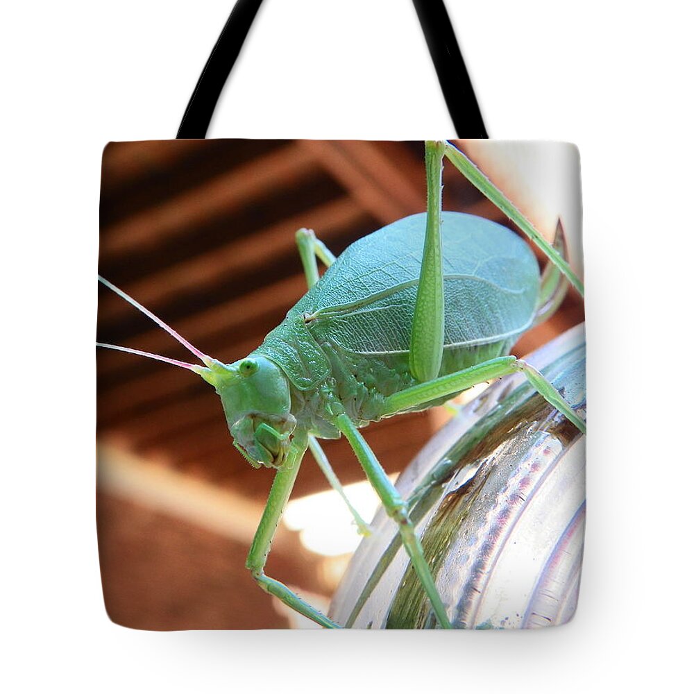 Katydid Tote Bag featuring the photograph Descending The Glass Prison by Chad and Stacey Hall