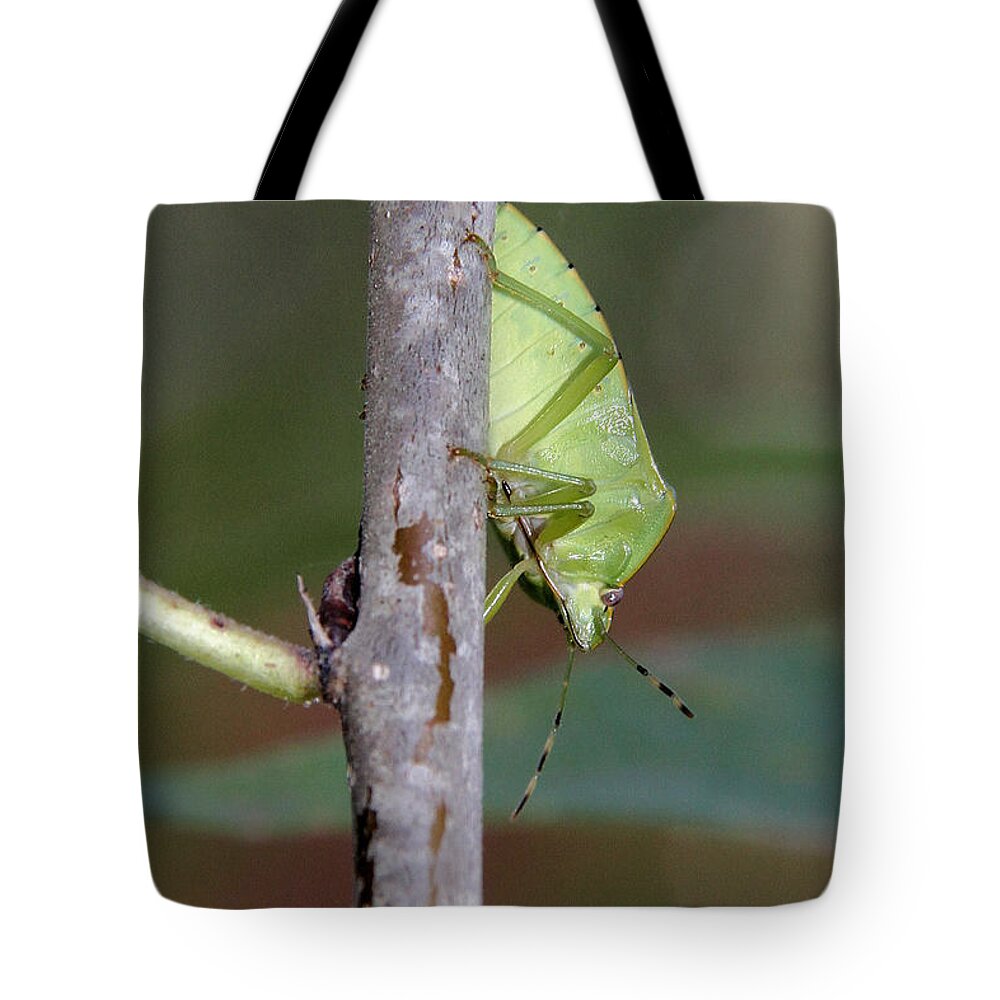 Green Stink Bug Tote Bag featuring the photograph Descent of a Green Stink bug by Doris Potter
