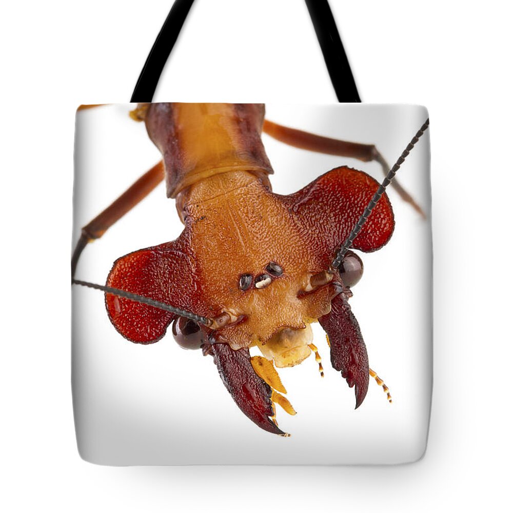 00478911 Tote Bag featuring the photograph Dobsonfly Tapanti Np Costa Rica by Piotr Naskrecki