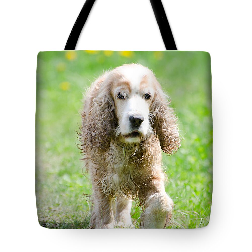 Dog Tote Bag featuring the photograph Dog on the green field by Mats Silvan