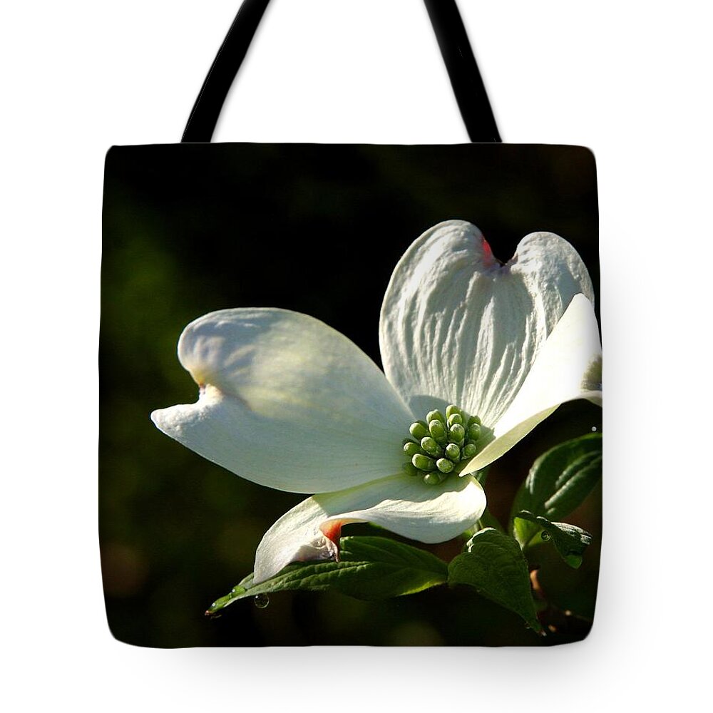 Single Dogwood Bloom Tote Bag featuring the photograph Dogwood Bloom at Sunrise by Michael Dougherty