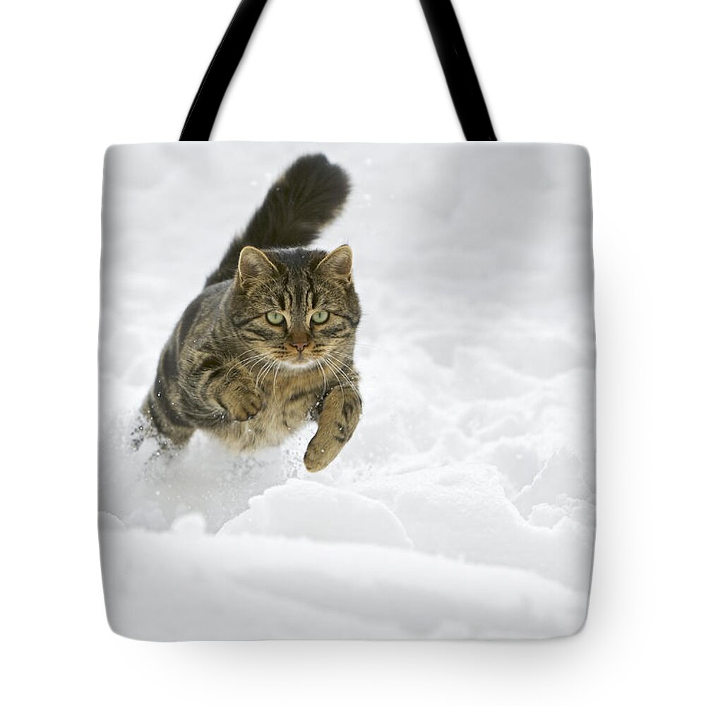 Mp Tote Bag featuring the photograph Domestic Cat Felis Catus Male Running by Konrad Wothe