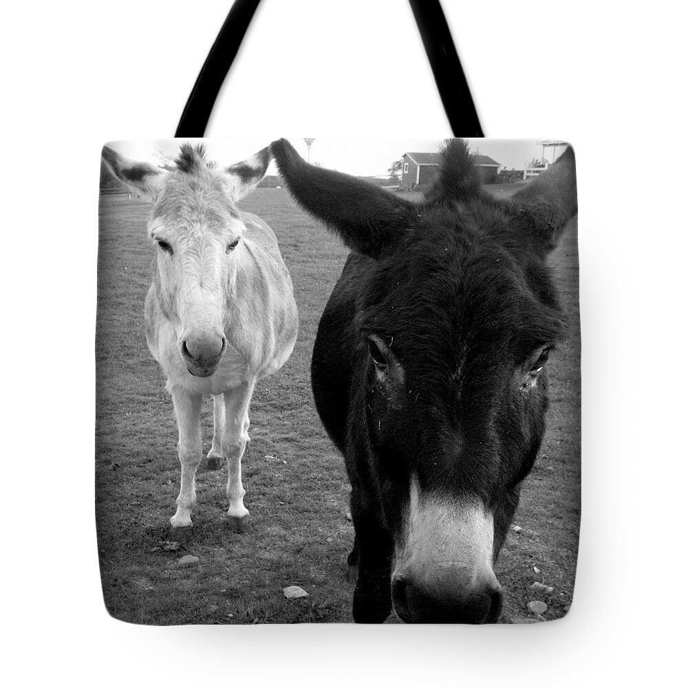 Donkeys Tote Bag featuring the photograph Donks by Kim Galluzzo Wozniak