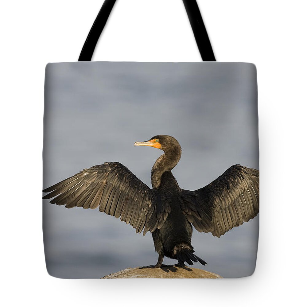 00465750 Tote Bag featuring the photograph Double Crested Cormorant Drying Wings by Sebastian Kennerknecht