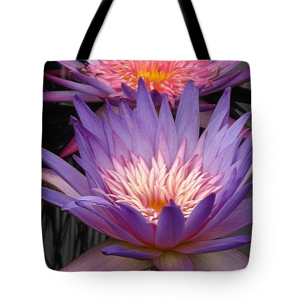 Water Plant Tote Bag featuring the photograph Double Waterlilies by Alfred Ng