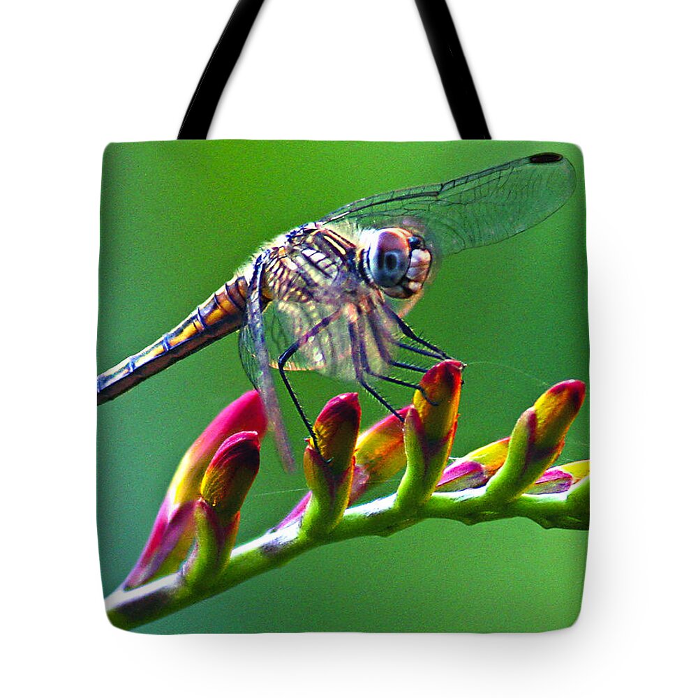 Animals Tote Bag featuring the photograph Dragonfly by Jean Noren