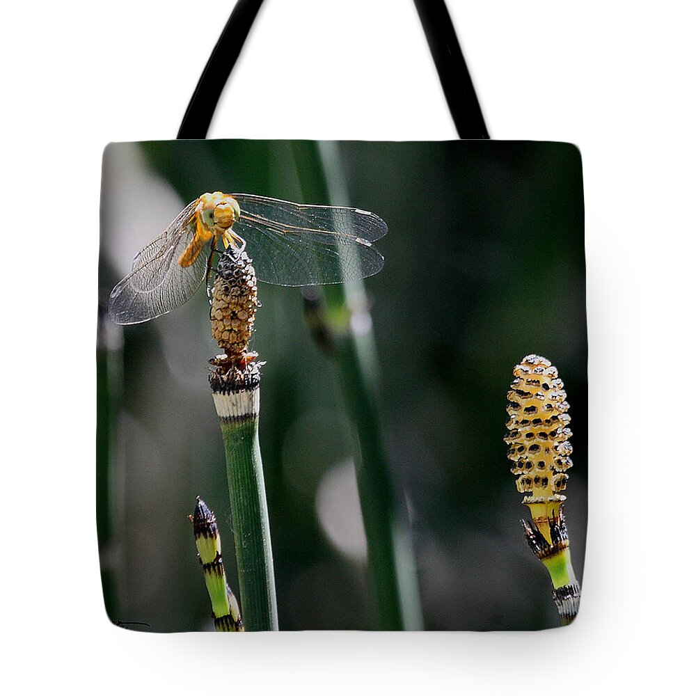 Dragonfly Tote Bag featuring the photograph Dragonfly on Jointgrass by Stephanie Salter